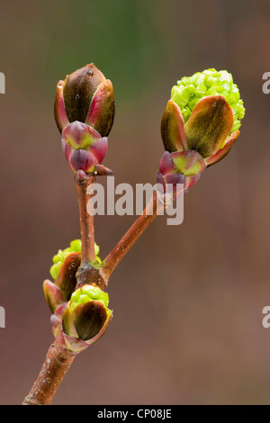 Spitz-Ahorn (Acer Platanoides), öffnen der Blütenknospen, Deutschland Stockfoto