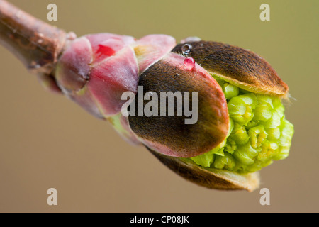 Spitz-Ahorn (Acer Platanoides), öffnen der Blütenknospen, Deutschland Stockfoto