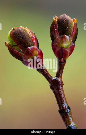 Spitz-Ahorn (Acer Platanoides), öffnen der Blütenknospen, Deutschland Stockfoto