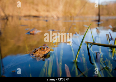 Europäischen gemeinsamen Kröte (Bufo Bufo), sitzen im Wasser, Deutschland, Rheinland-Pfalz Stockfoto