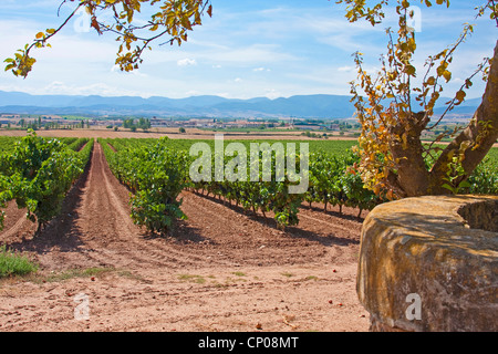 Weinberge am Rande des Jakobsweges zwischen Azofra und Ciruea-Ciriuela, Spanien, Baskenland, La Rioja, Navarra Stockfoto