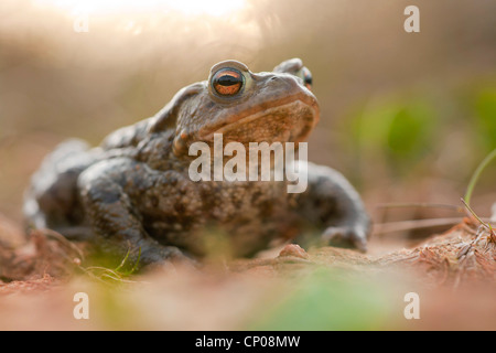 Europäischen gemeinsamen Kröte (Bufo Bufo), sitzen, Deutschland, Rheinland-Pfalz Stockfoto