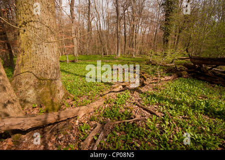 Bärlauch (Allium Ursinum), Bärlauch im Wald, Deutschland, Hessen Stockfoto