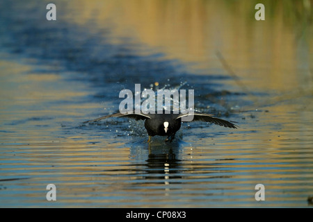 schwarzen Blässhuhn (Fulica Atra), ausgehend von Wasser, Deutschland Stockfoto