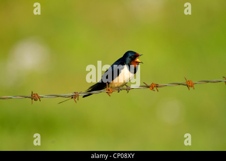 Rauchschwalbe (Hirundo Rustica), sitzt auf einem Stacheldraht singen, Deutschland Stockfoto