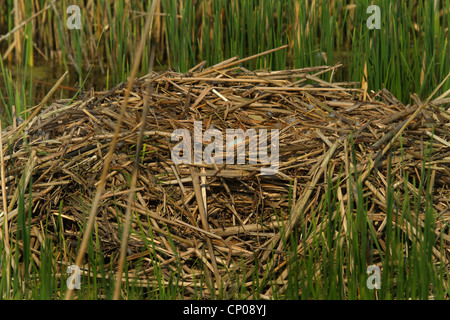 Höckerschwan (Cygnus Olor), nest mit Ei, Deutschland Stockfoto