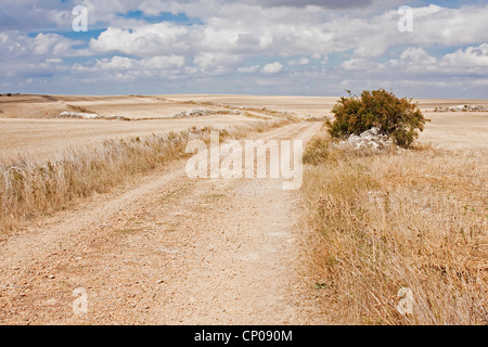 Weg des Hl. Jakobus zwischen Rab de Las Calzadas und Hornillos del Camino, Spanien, Kastilien Und Le n, Burgos Stockfoto