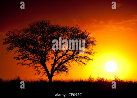 Baum bei Sonnenuntergang, Askham, Kgalagadi Transfrontier National Park, Northern Cape, Südafrika Stockfoto