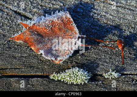 Birke (Betula spec.), Birken-Blatt mit Raureif auf Totholz, Deutschland Stockfoto