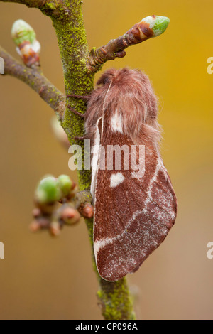 kleinen Eggar (Eriogaster Lanestris), sitzt auf einem Ast, Deutschland, Rheinland-Pfalz Stockfoto