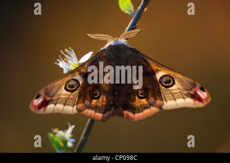 Kaiser-Motte (Saturnia Pavonia, Eudia Pavonia), Männlich, sitzen an einem Zweig, Deutschland, Rheinland-Pfalz Stockfoto