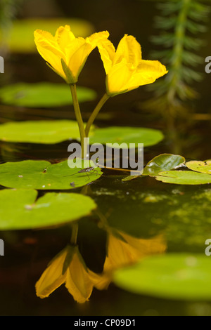 Fransen-Seerose (Nymphoides Peltata), blühen, Deutschland, Rheinland-Pfalz Stockfoto