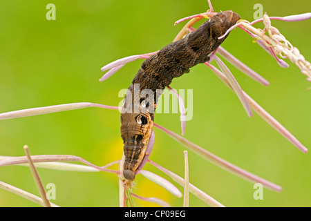 Elefant Hawkmoth (Deilephila Elpenor), Raupe auf einen Spross der Weide-Kräuter Epilobium Angustifolium, Deutschland, Rheinland-Pfalz Stockfoto