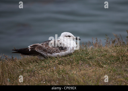 Kelp Gull (Larus Dominicanus Dominicanus) erste Sommer Gefieder in Ushuaia, Feuerland, Argentinien. Stockfoto