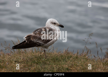 Kelp Gull (Larus Dominicanus Dominicanus) erste Sommer Gefieder in Ushuaia, Feuerland, Argentinien. Stockfoto