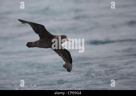 Südlichen Riesen-Sturmvogel (Macronectes Giganteus), während des Fluges im Scotia Meer unreif. Stockfoto