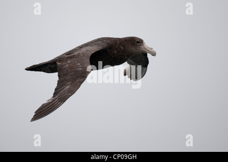 Südlichen Riesen-Sturmvogel (Macronectes Giganteus), während des Fluges im Scotia Meer unreif. Stockfoto