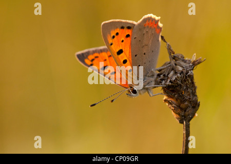 kleine Kupfer (Lycaena Phlaeas, Chrysophanus Phlaeas), sitzen auf Wegerich, Deutschland, Rheinland-Pfalz Stockfoto