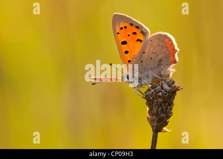 kleine Kupfer (Lycaena Phlaeas, Chrysophanus Phlaeas), sitzen auf Wegerich, Deutschland, Rheinland-Pfalz Stockfoto