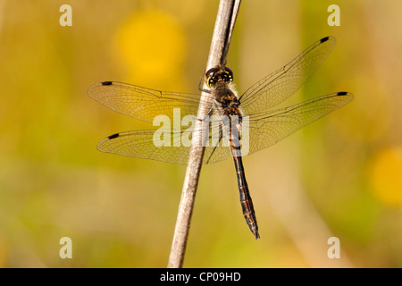 schwarzen Sympetrum (Sympetrum Danae), sitzen an einem Keimling, Deutschland, Rheinland-Pfalz Stockfoto