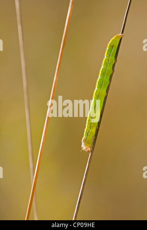 Besen Motte (Melanchra Pisi, Ceramica Pisi), Raupe sitzt an einem Keimling, Deutschland, Rheinland-Pfalz Stockfoto