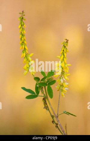 gemeinsamen Melilot, gerippte Melilot, gelbe Melilot, gelbe Sweetclover (Melilotus Officinalis), blühen, Deutschland, Rheinland-Pfalz Stockfoto