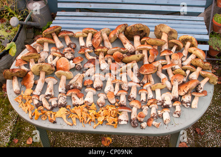 Speisepilze liegen auf einem Tabel, Penny Brötchen und in Deutschland, Rheinland-Pfalz Stockfoto
