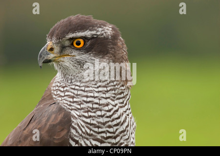 nördlichen Habicht (Accipiter Gentilis), Porträt, Deutschland, Nordrhein-Westfalen Stockfoto