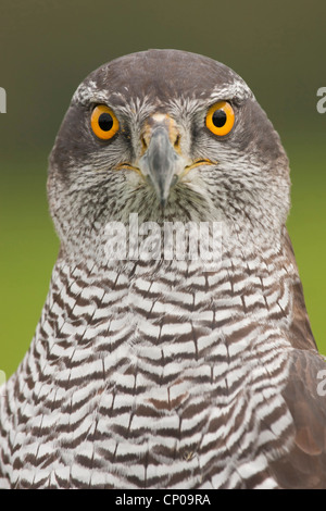 nördlichen Habicht (Accipiter Gentilis), Porträt, Deutschland, Nordrhein-Westfalen Stockfoto