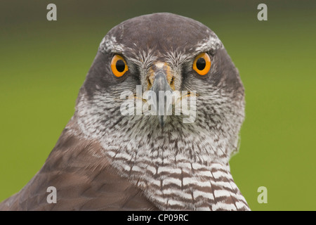 nördlichen Habicht (Accipiter Gentilis), Porträt, Deutschland, Nordrhein-Westfalen Stockfoto