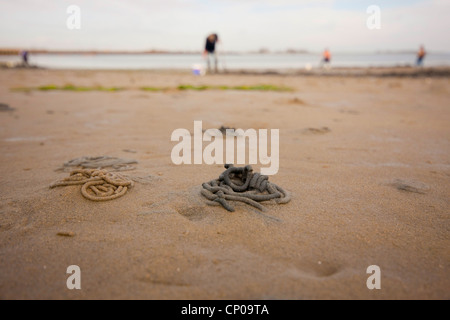 Europäische Lug Wurm, Schlag Lug, Wattwurm (Interpretation Marina), am Strand, Niederlande, Zeeland Stockfoto