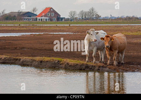 Hausrind (Bos Primigenius F. Taurus), Kühe auf der Weide am Binnensee, Niederlande, Zeeland Stockfoto