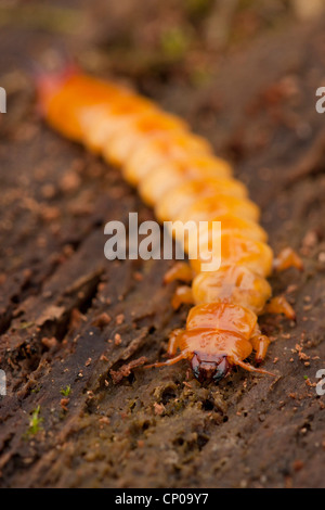 Scarlet Fire Beetle, Kardinal Käfer (Pyrochroa Coccinea), Larve auf Holz, Deutschland Stockfoto