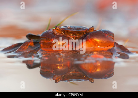 Grüne Ufer Krabbe, grüne Krabbe, North Atlantic Shore Crab (Carcinus Maenas), im Abendlicht auf dem Strand, Niederlande, Zeeland Stockfoto