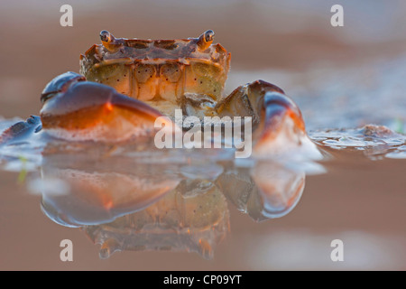 Grüne Ufer Krabbe, grüne Krabbe, North Atlantic Shore Crab (Carcinus Maenas), im Abendlicht auf dem Strand, Niederlande, Zeeland Stockfoto