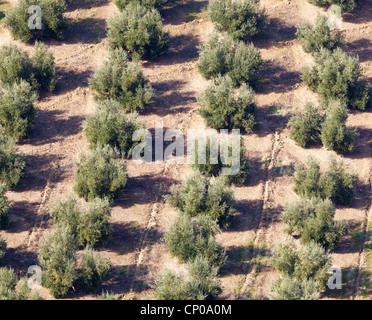 Olivenhaine in der Nähe von Burunchel, El Parque Natural de Las Sierras de Cazorla, Segura y Las Villas, Provinz Jaen, Andalusien, Spanien Stockfoto