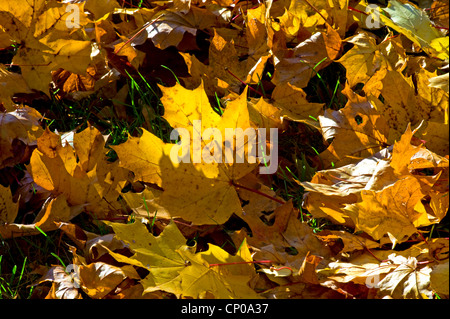 Maple-leaved Flugzeug, Ahornblättrige Platane, London Planetree (Platanus Hispanica, Platanus Hybrida, Platanus X hybrida Platanus Acerifolia), europäische Flugzeug, Herbst Flug auf Wiese, Deutschland Stockfoto