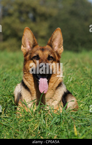 Deutscher Schäferhund (Canis Lupus F. Familiaris), 3 Jahre alt einzelne liegen auf einer Wiese, keuchend, Deutschland Stockfoto
