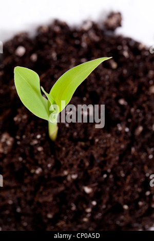 Sprout isoliert im studio Stockfoto