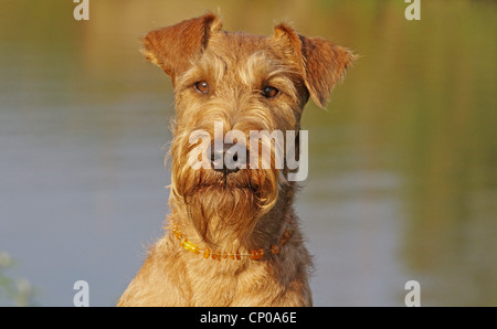 Irish Terrier (Canis Lupus F. Familiaris), Portrait eines sieben Jahre alten Individuums Stockfoto