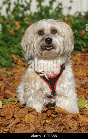 Havaneser (Canis Lupus F. Familiaris), sechs Jahre alt einzelne sitzen im Laub Stockfoto