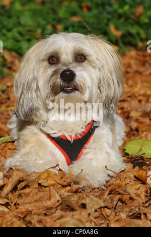 Havaneser (Canis Lupus F. Familiaris), sechs Jahre alt einzelne liegen im Laub Stockfoto