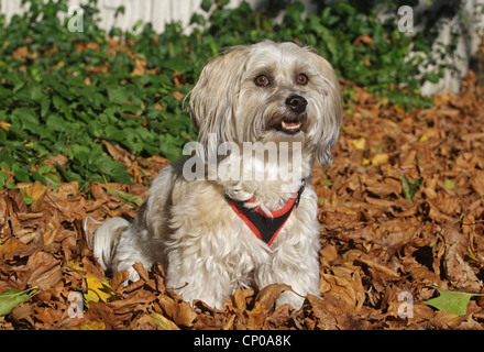 Havaneser (Canis Lupus F. Familiaris), sechs Jahre alt einzelne sitzen im Laub Stockfoto