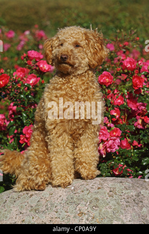 Zwergpudel (Canis Lupus F. Familiaris), zehn Monate alte Apricot farbenen Zwergpudel auf einem Stein sitzend Stockfoto