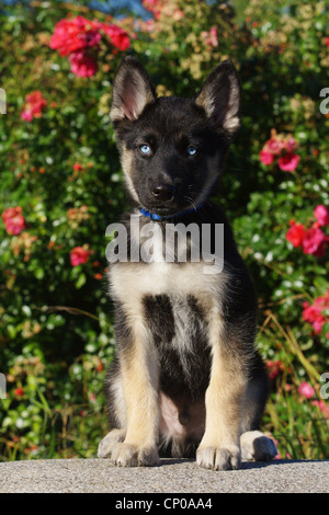 Rasse Hund (Canis Lupus F. Familiaris) gemischt, züchten neun Wochen alten husky Schäferhund gemischt Hund sitzt vor rote Rosen Stockfoto