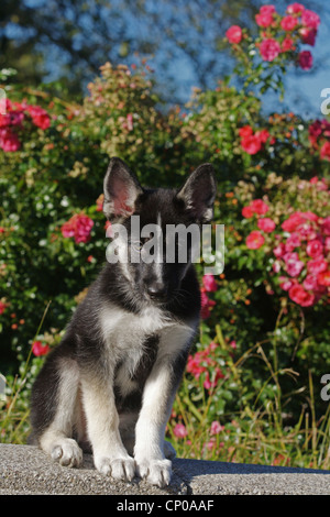 Rasse Hund (Canis Lupus F. Familiaris) gemischt, züchten neun Wochen alten husky Schäferhund gemischt Hund sitzt vor rote Rosen Stockfoto