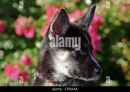 Mischling Hund (Canis Lupus F. Familiaris), Porträt von einem neun Wochen alten husky Mischling Schäferhund Stockfoto