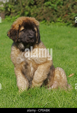 Leonberger (Canis Lupus F. Familiaris), Welpe 12 Wochen alt auf einer Wiese Stockfoto