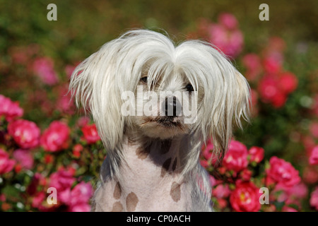 Chinese Crested Dog (Canis Lupus F. Familiaris), 16 Monate alt Individuum vor einer rose Hecke, Porträt Stockfoto