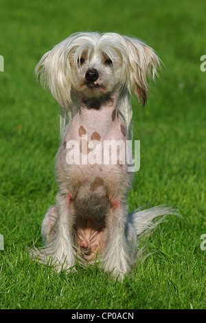 Chinese Crested Dog (Canis Lupus F. Familiaris), 16 Monate alt Individuum in einer Wiese Stockfoto